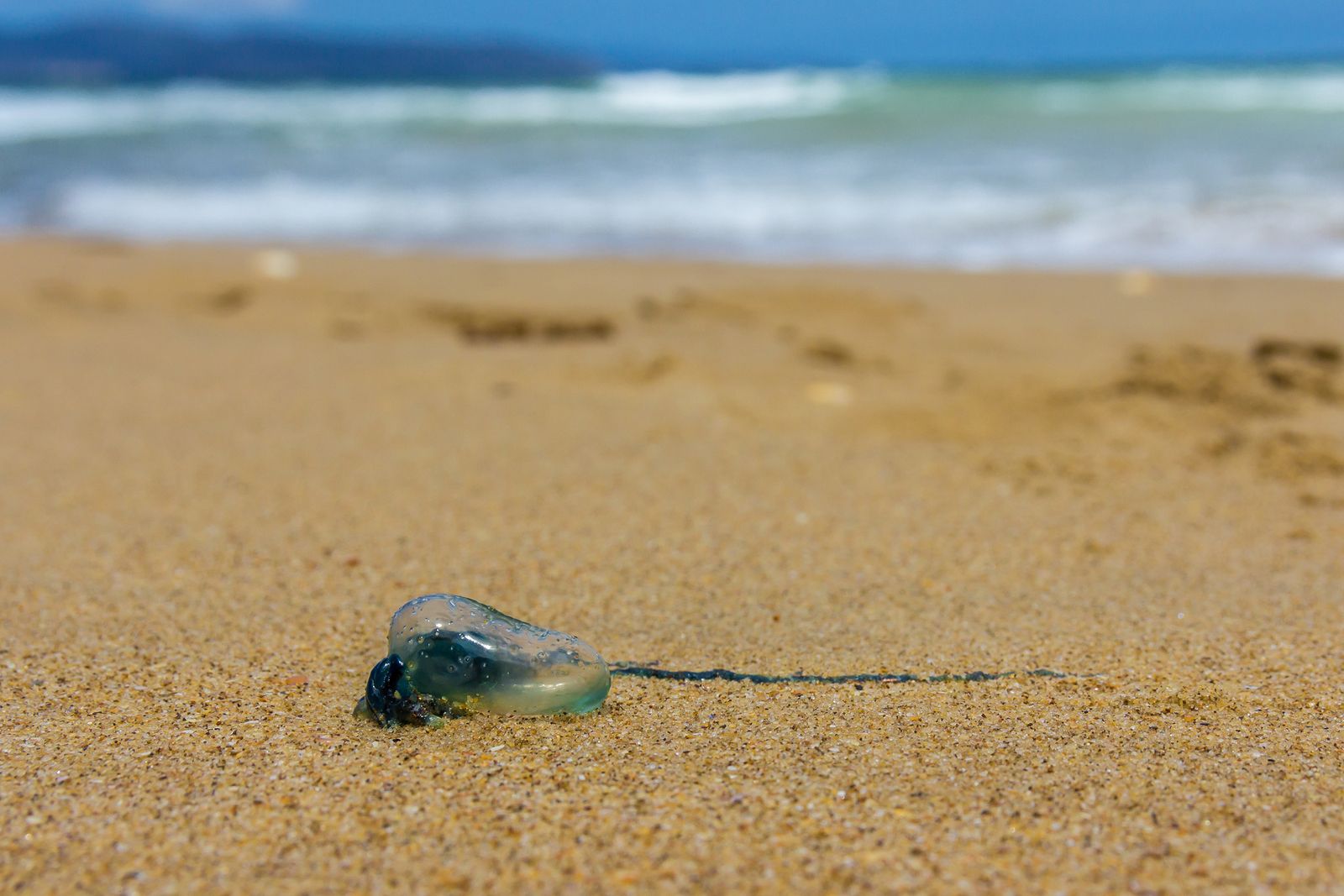 En qué playas españolas suele haber más medusas