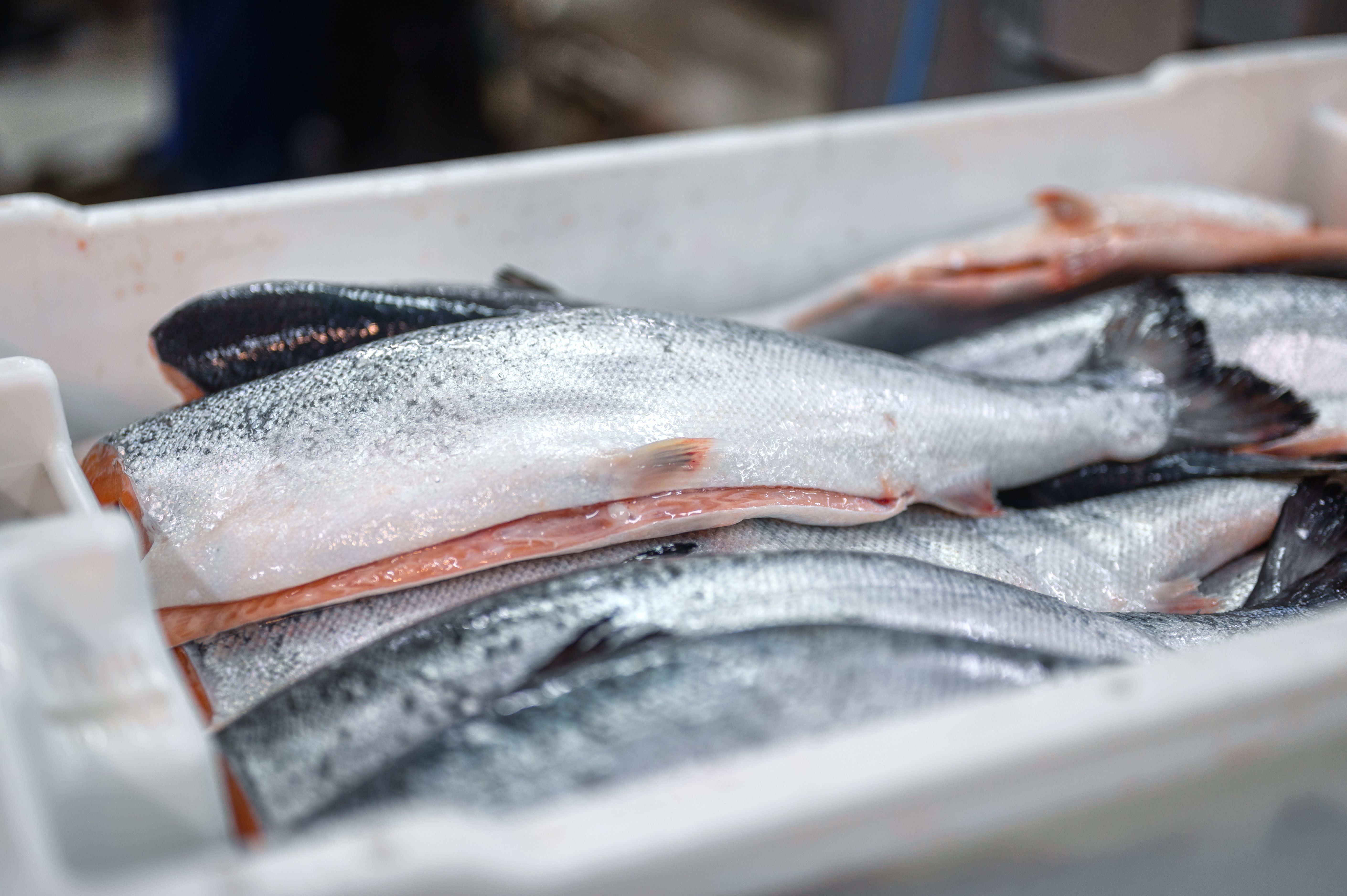 Claves para saber si el pescado está en mal estado y cómo evitarlo. Foto: Bigstock