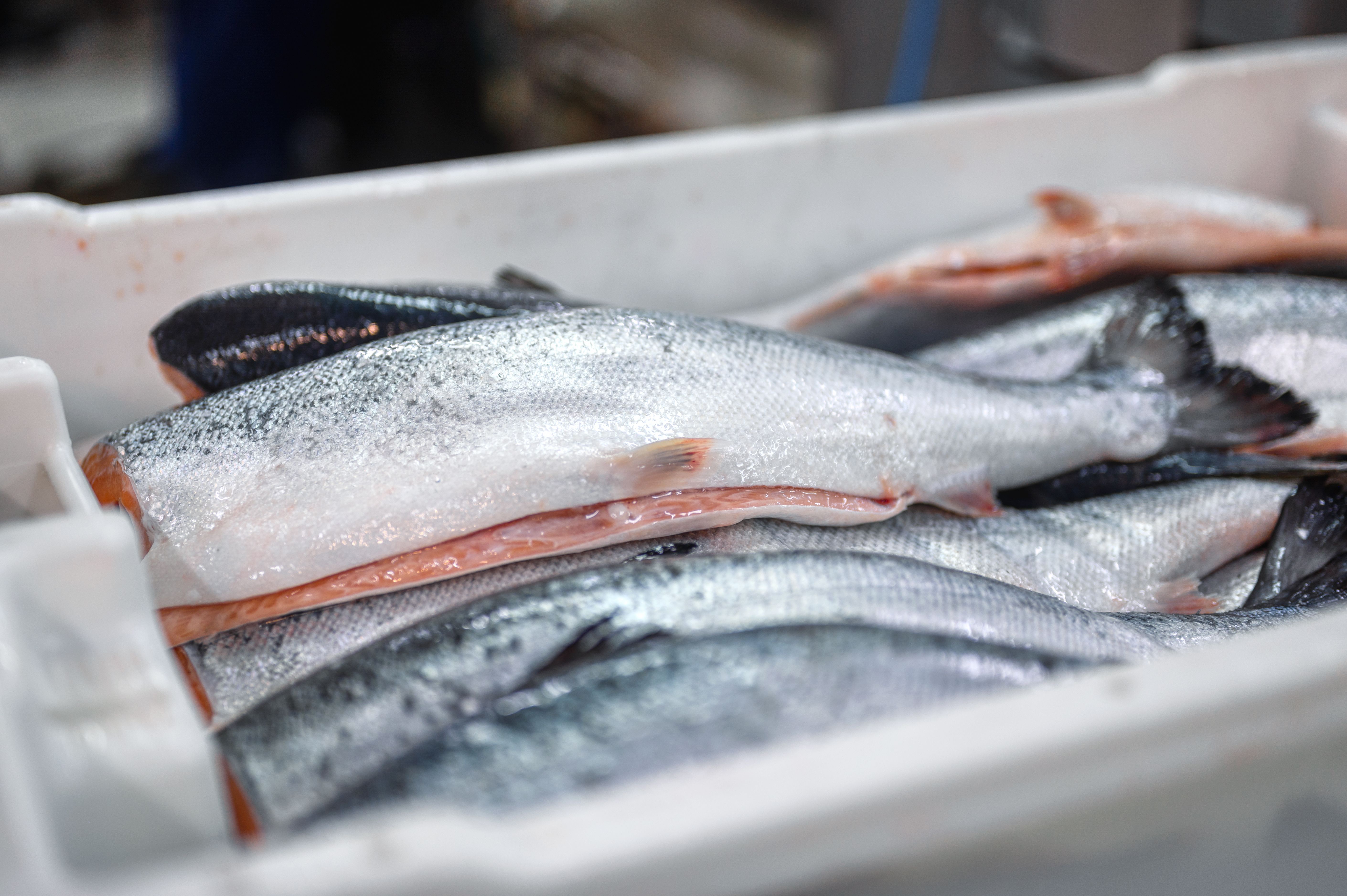 Cómo reconocer el pescado fresco?