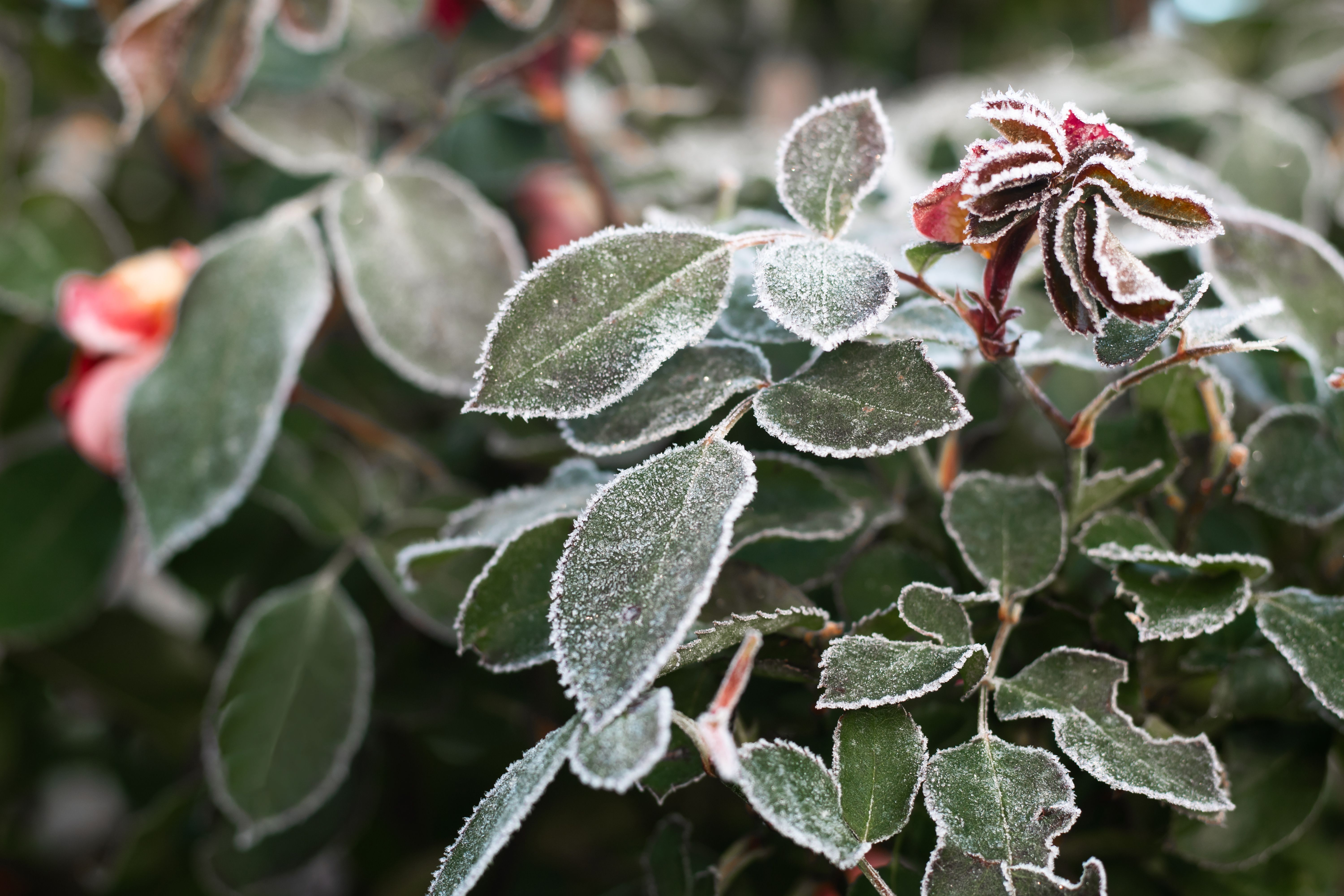 Trucos para proteger las plantas en invierno. Foto: Bigstock