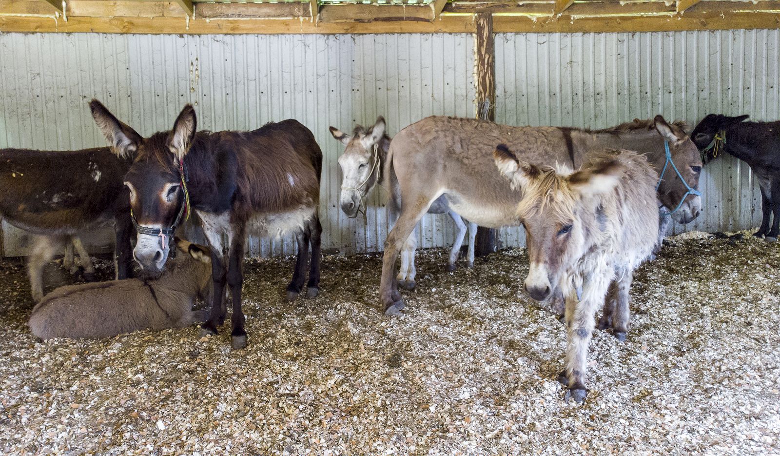 ¿La salvación de los burros? Crean el primer embrión por fertilización in vitro