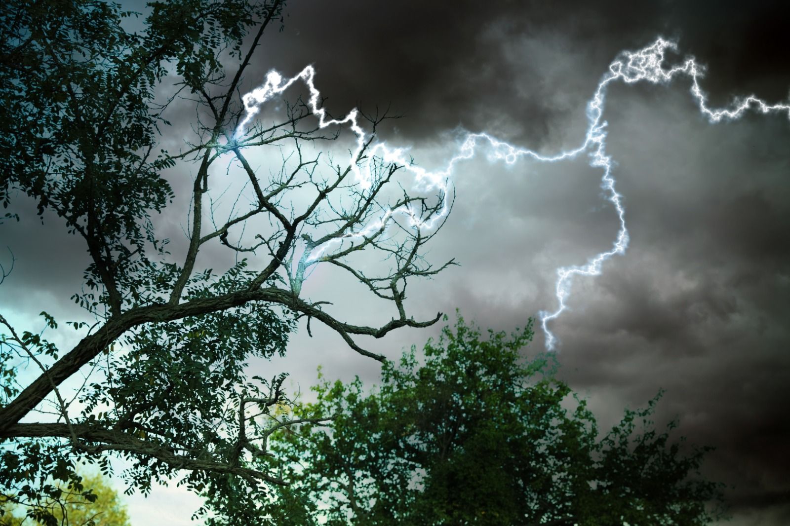 ¿Si te pones debajo de un árbol durante una tormenta hay más posibilidades de que te caiga un rayo? Foto: Bigstock