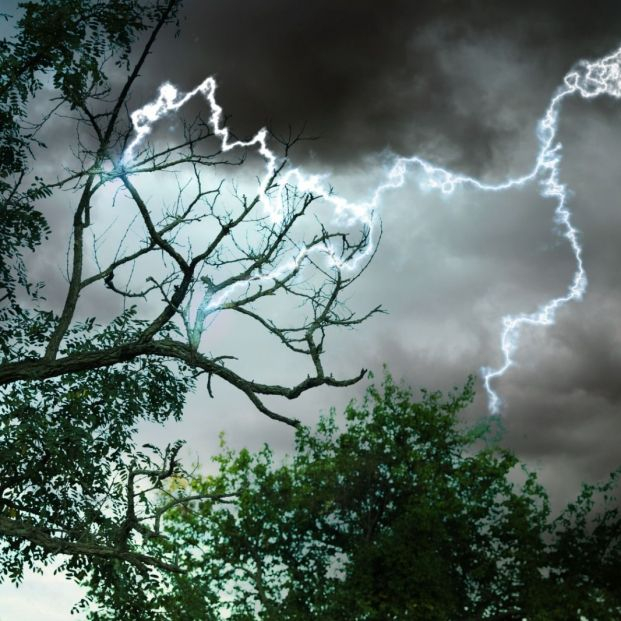 ¿Si te pones debajo de un árbol durante una tormenta hay más posibilidades de que te caiga un rayo? Foto: Bigstock