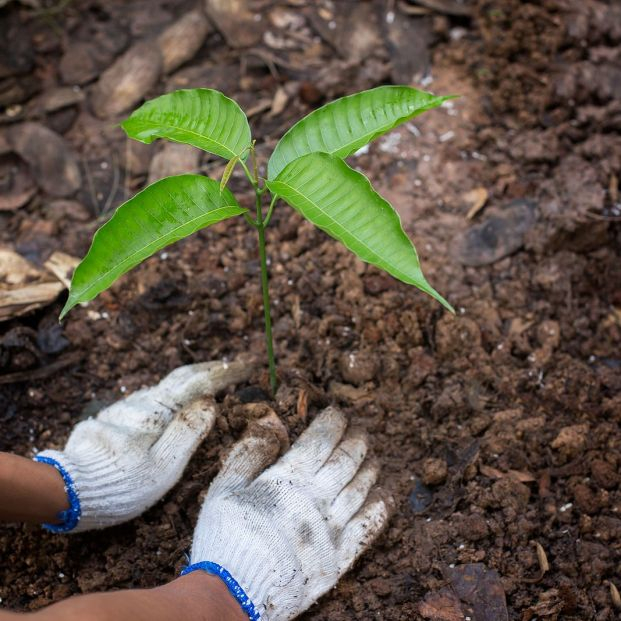 bigstock Planting A Tree Close up On Y 461649755