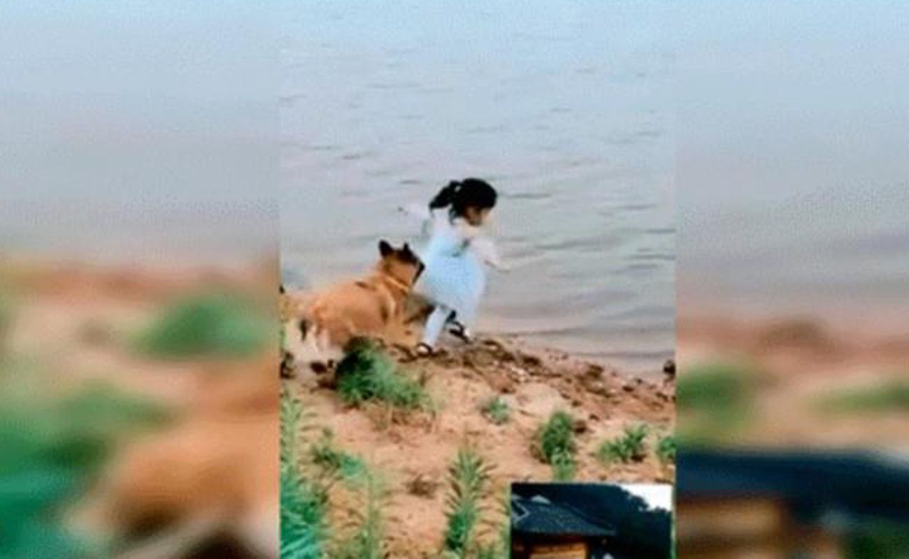 El vídeo viral de un perro que salva a una niña de caer a un lago