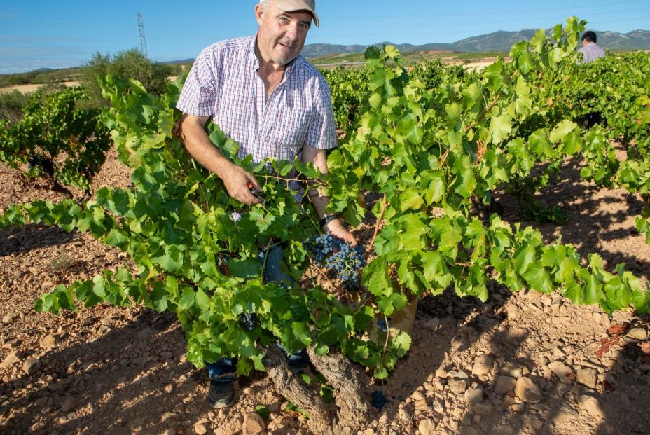 La Denominación Cariñena ha recogido más de 80 millones de kilos de uva en 2022 Foto: Cariñena