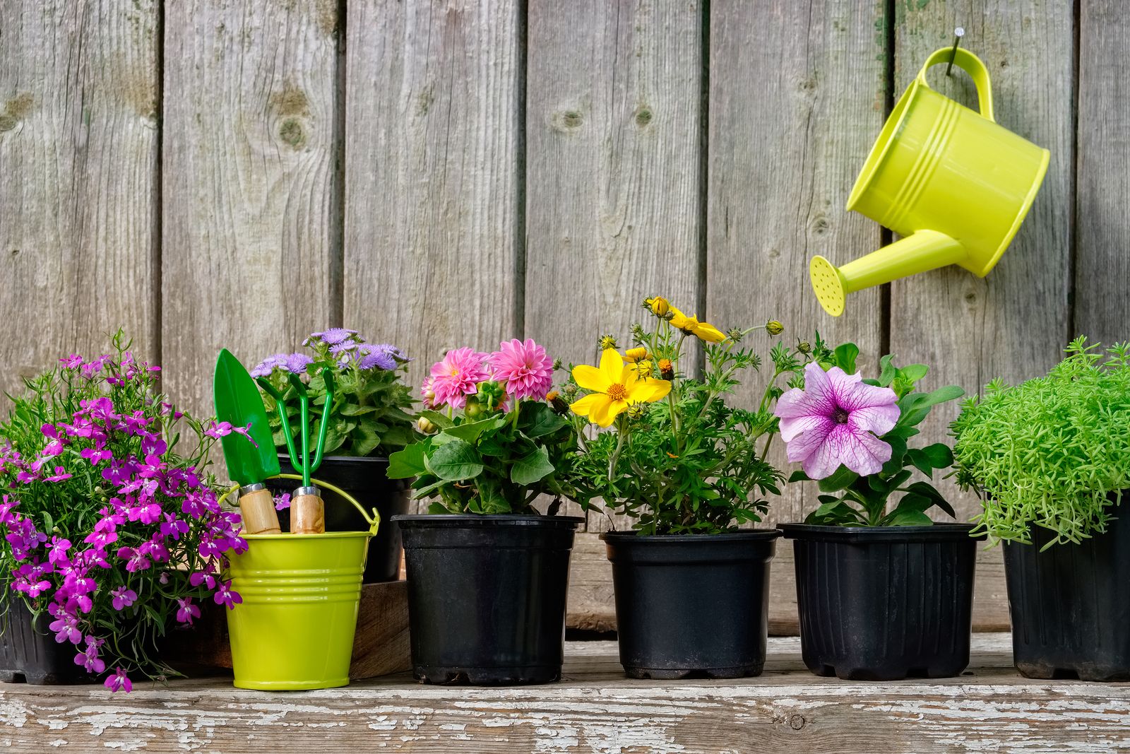 El truco para regar tus plantas mientras te vas de viaje o estás de vacaciones