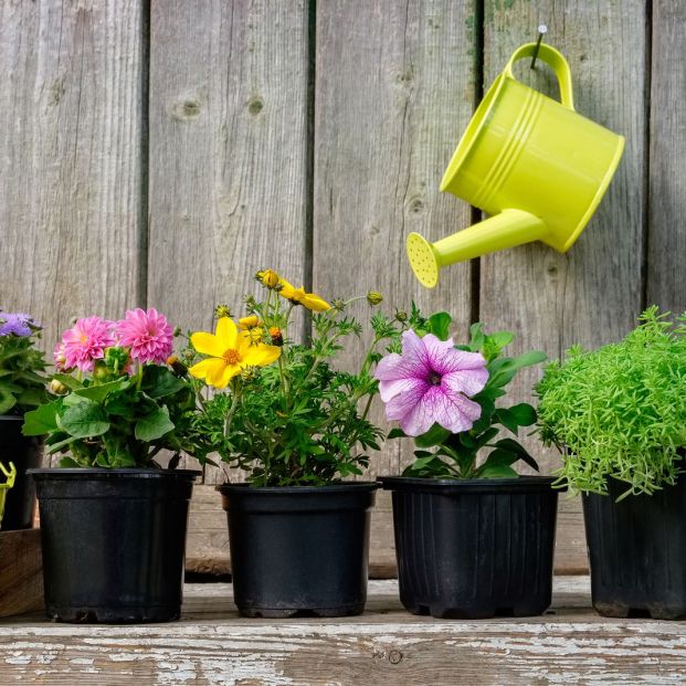 El truco para regar tus plantas mientras te vas de viaje o estás de vacaciones