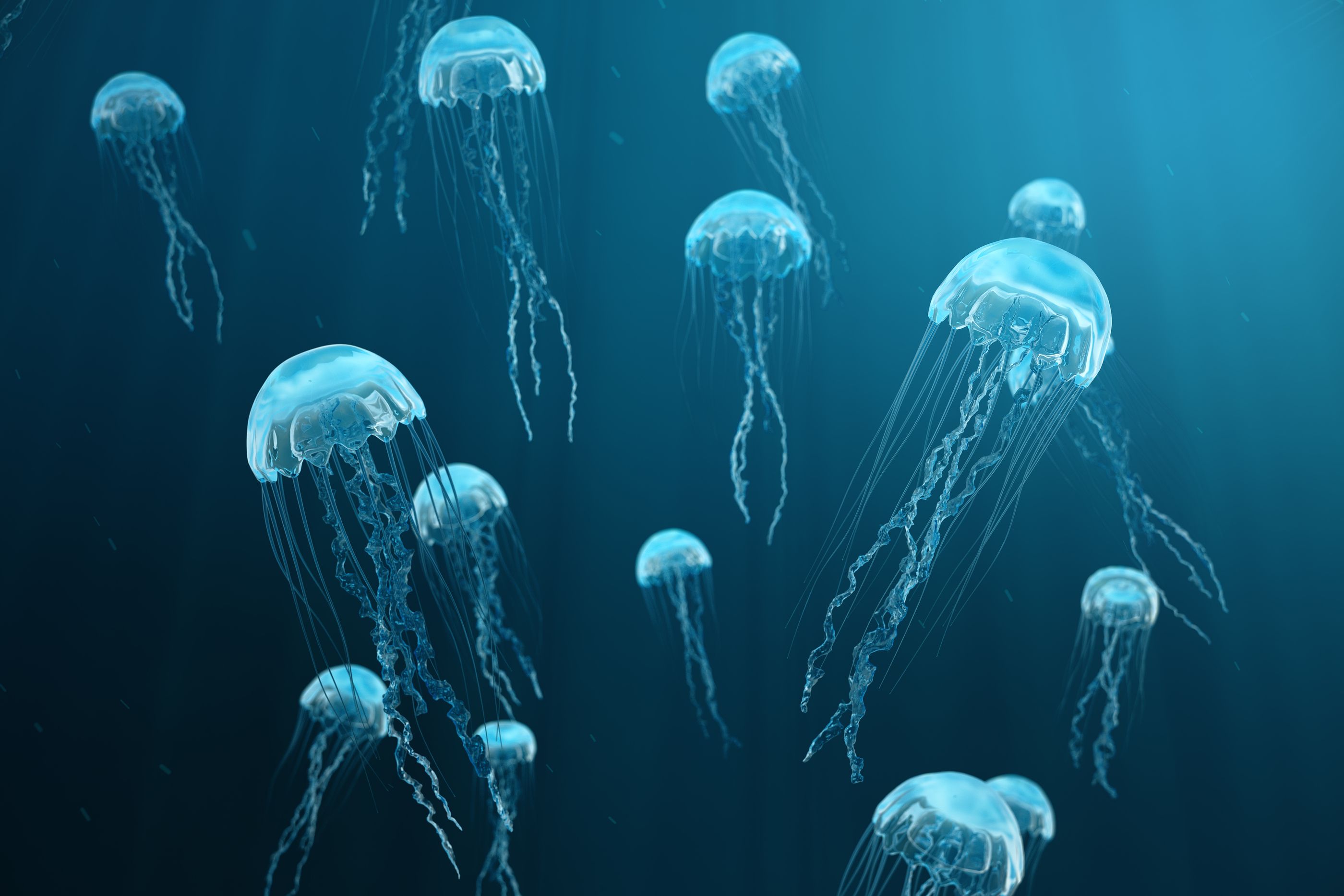 Medusas - Lo que se debe hacer cuando te ha picado una medusa