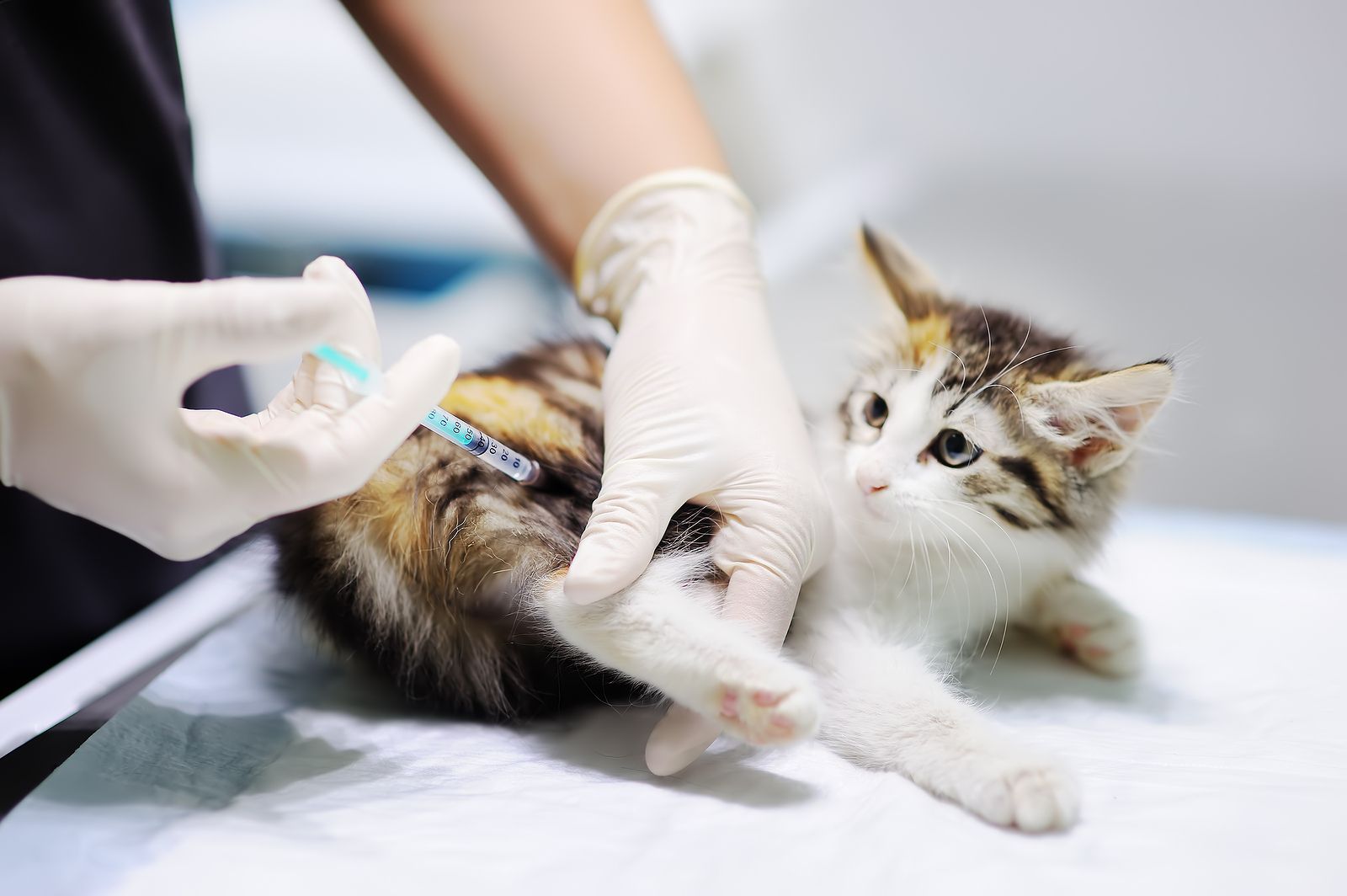 Calendario de vacunación de gatos, esencial su salud