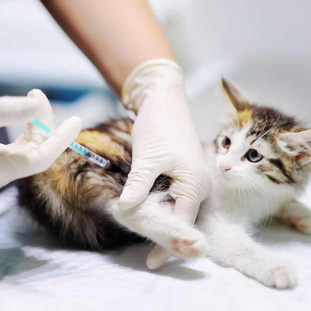 Calendario de vacunación de los gatos
