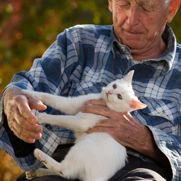 Calendario de vacunación para tu gato