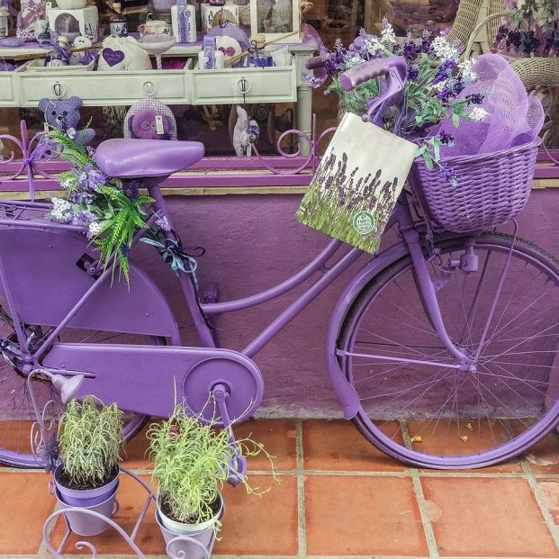 Campos de lavanda en España