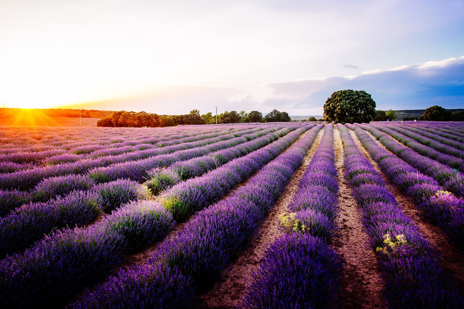 ¿Dónde puedes visitar los campos de lavanda en España?