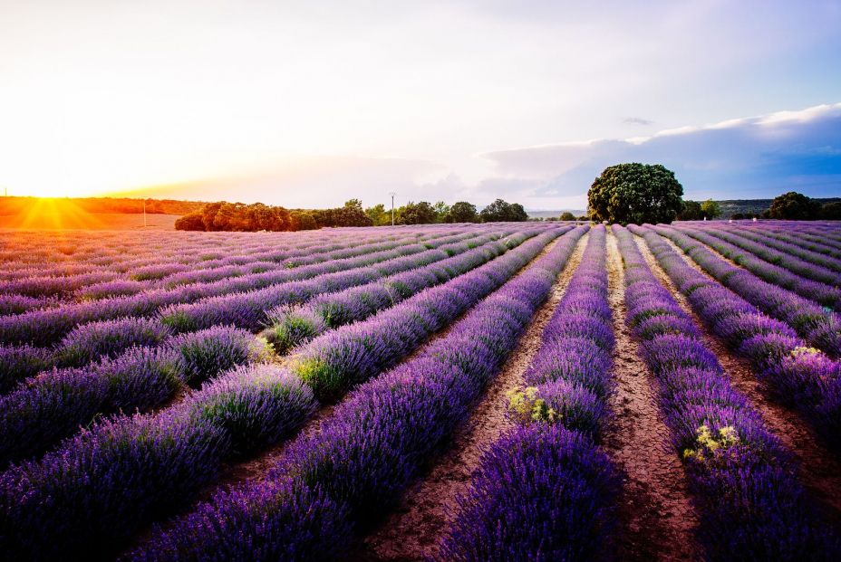 Campos de lavanda en España, Brihuega Campos de lavanda en España, Brihuega
