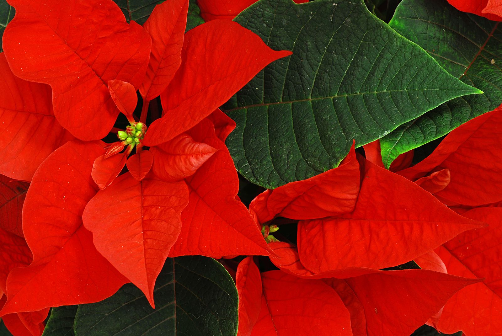 Cuidar la flor de pascua en casa: ¿cada cuánto tiempo hay que regarla?