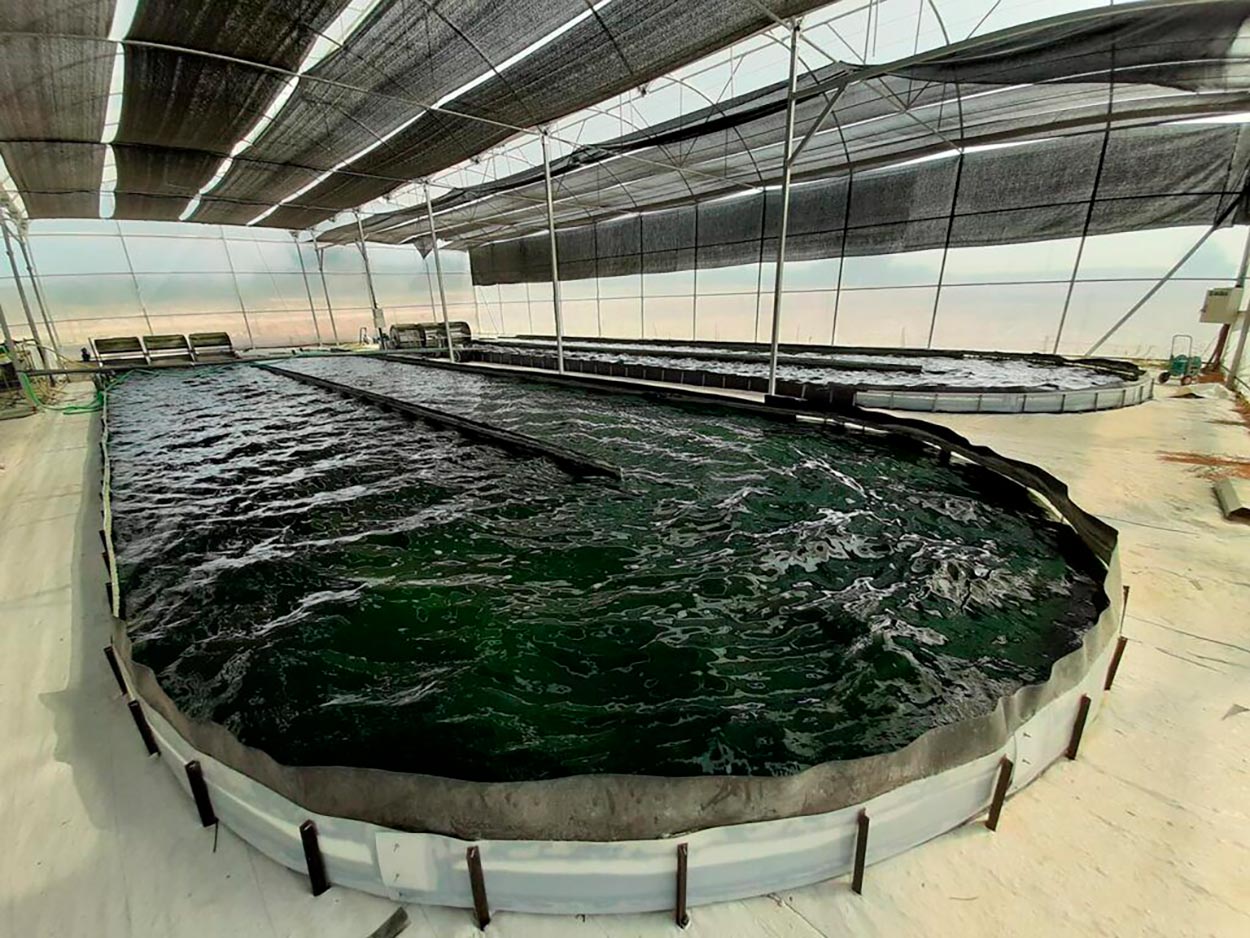 En la localidad murciana de Lorquí se producen alimentos de calidad procedentes de microalgas . Foto: ficoinnova En la localidad murciana de Lorquí se producen alimentos de calidad procedentes de microalgas . Foto: ficoinnova