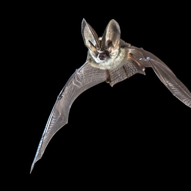 bigstock Flying Bat Isolated On Black B 462289351