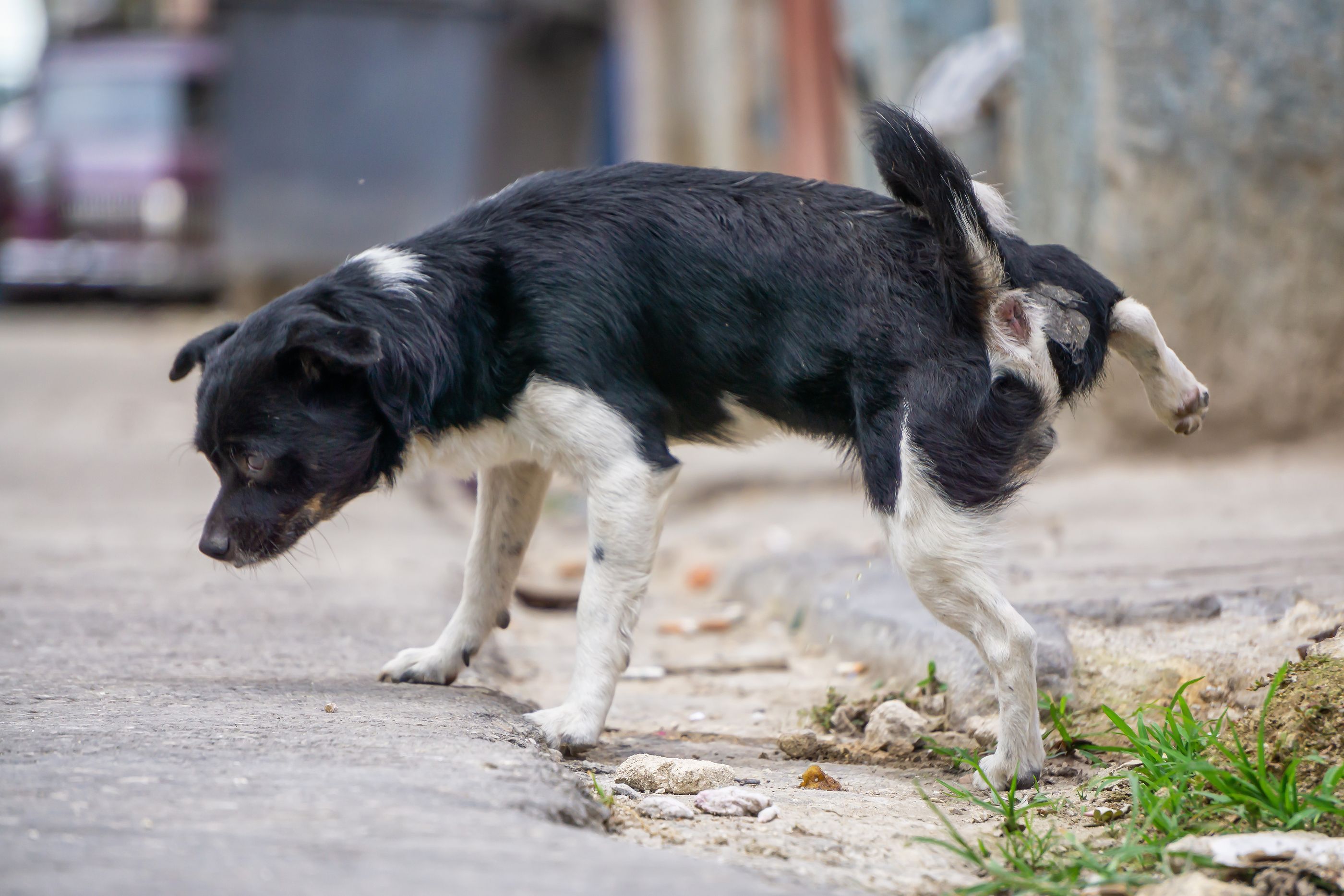 ¿Es peligroso poner azufre en las paredes para evitar los orines de perro?