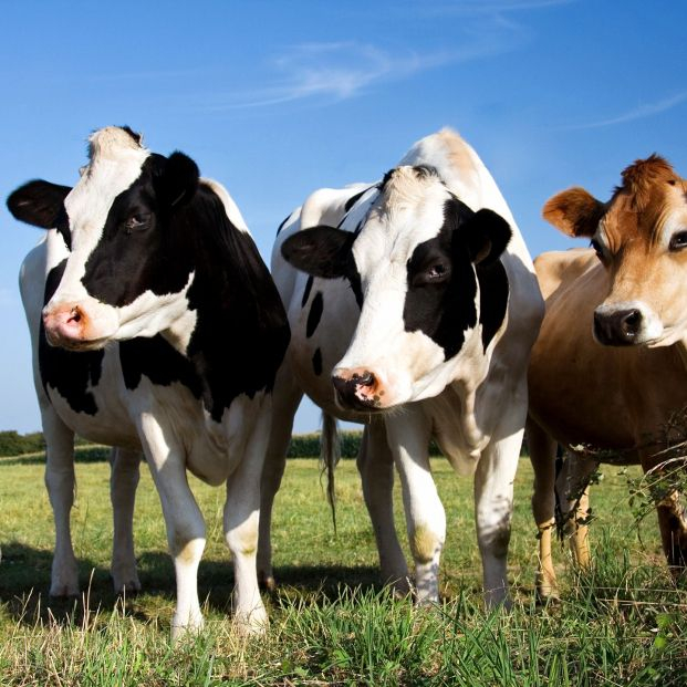 bigstock Cows 5886750 bigstock Cows 5886750