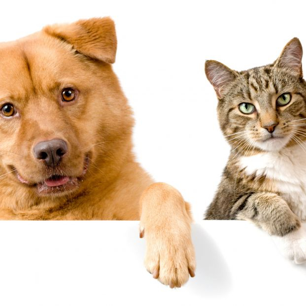 bigstock Dog And Cat Above White Banner 3391099 bigstock Dog And Cat Above White Banner 3391099