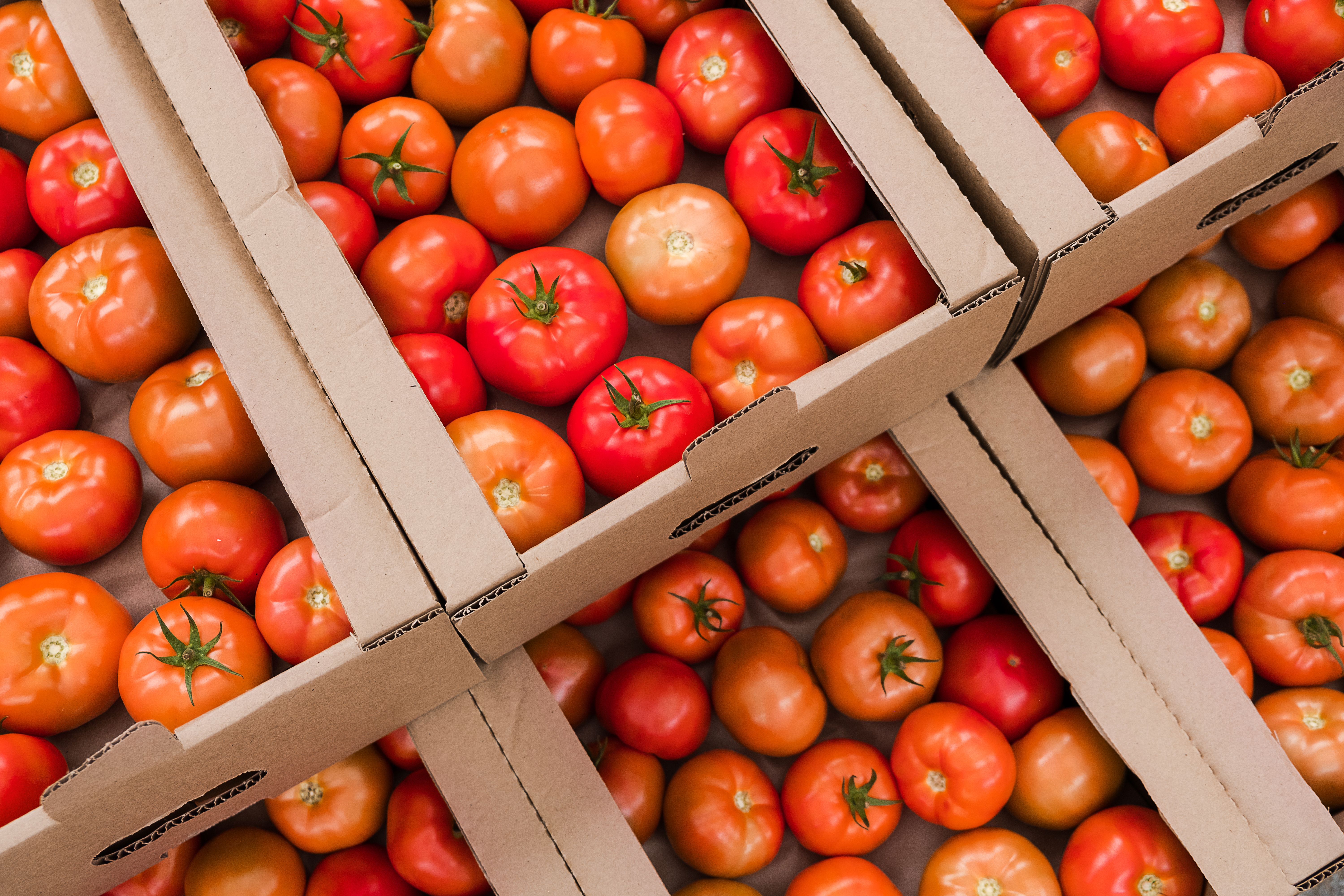 Las patatas y los tomates, posible fuente para los nuevos tratamientos contra el cáncer