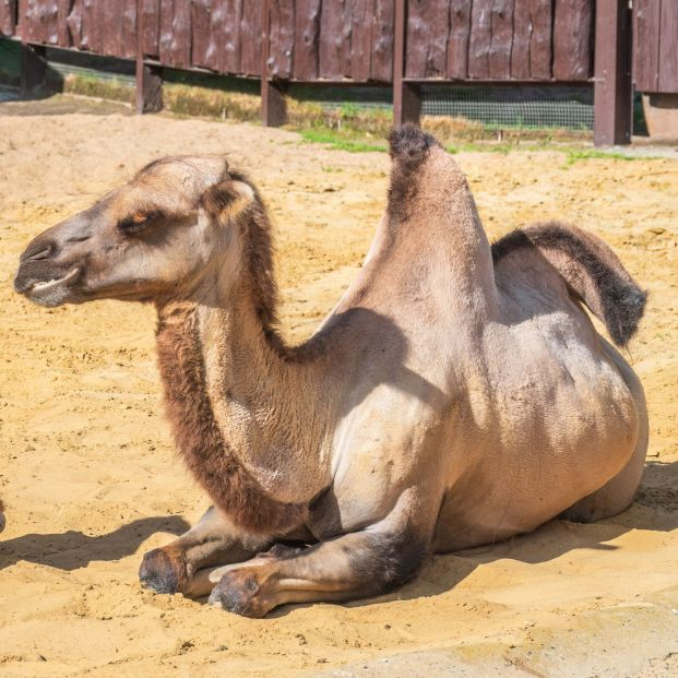 bigstock Portrait Of A Camel Resting On 466156595
