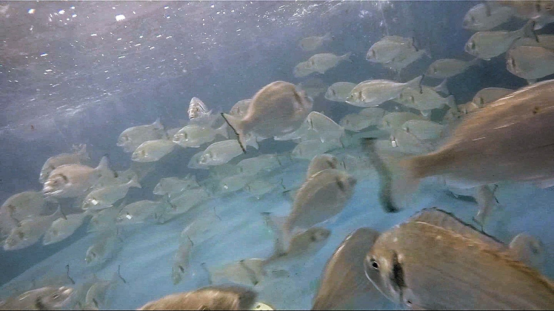 La Región de Murcia subvencionará la vigilancia zoosanitaria en instalaciones de acuicultura . Foto: Europa Press