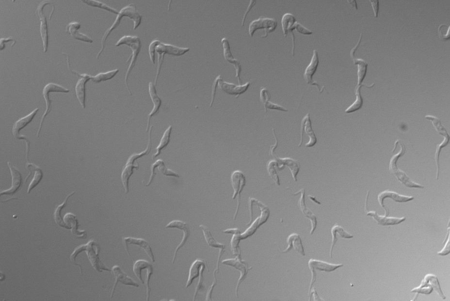 EuropaPress 4878950 celulas trypanosoma brucei cultivo observadas microscopio
