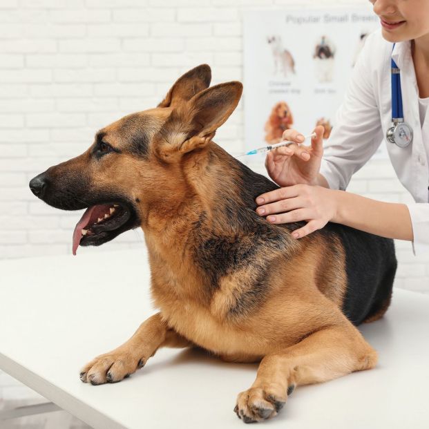 Vacuna a tu perro