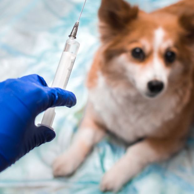 Vacunas obligatorias para perros: cuáles son y cuándo debes ponérselas