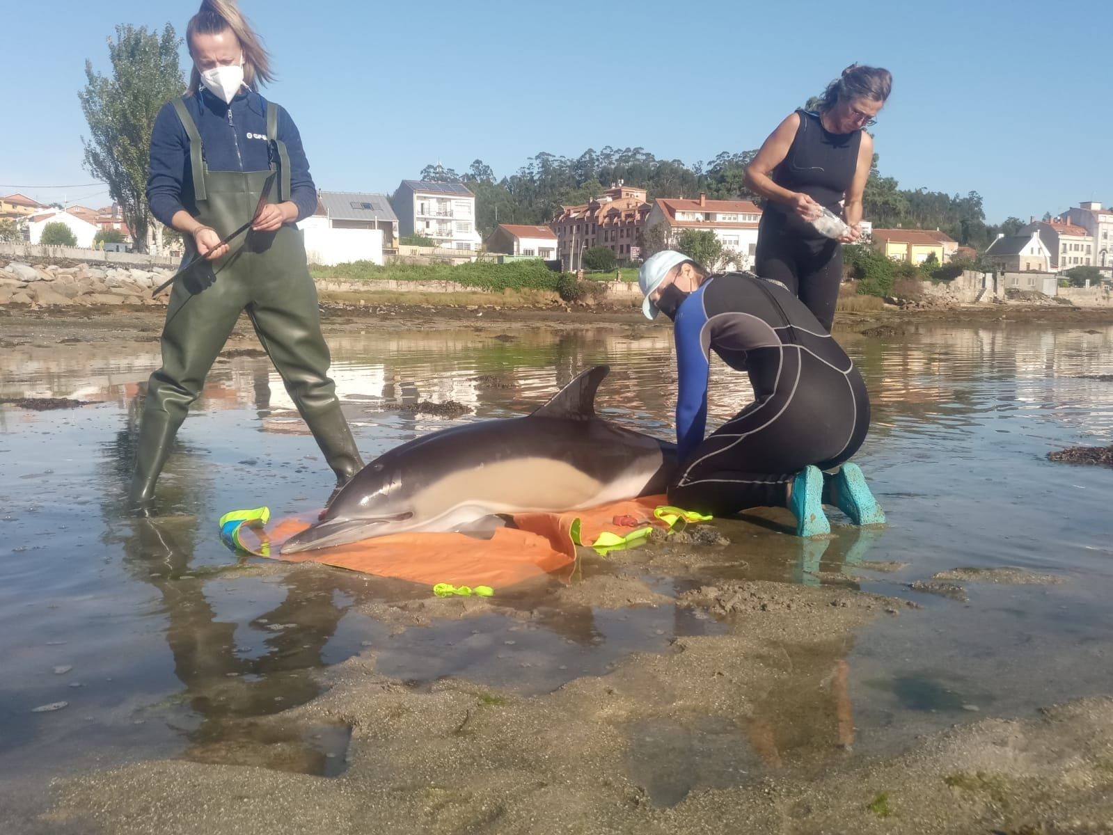 Un nuevo estudio sugiere que algunos delfines presentan síntomas distintivos del alzhéimer