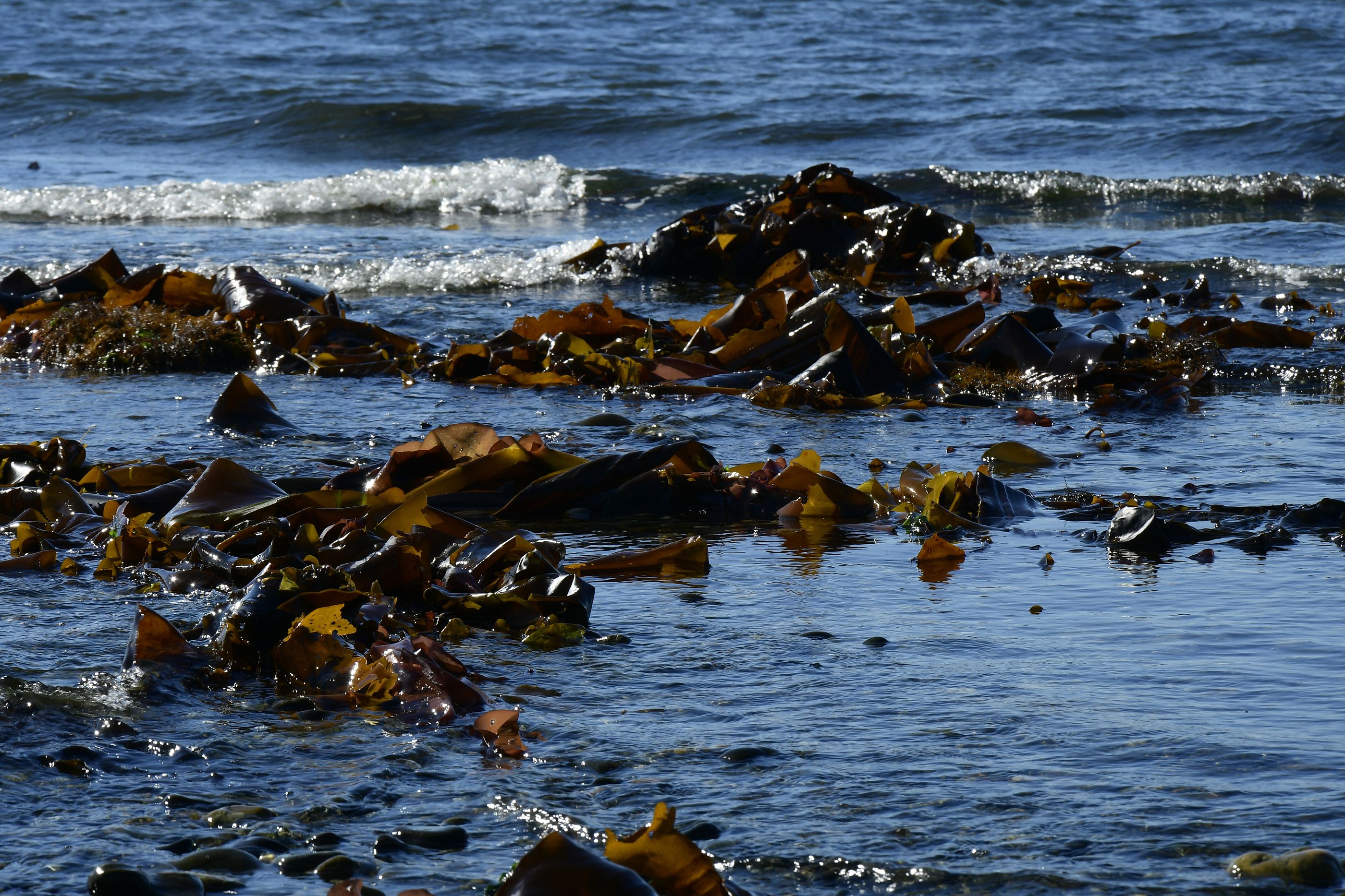Las algas pardas podrían eliminar grandes cantidades de dióxido de carbono al año