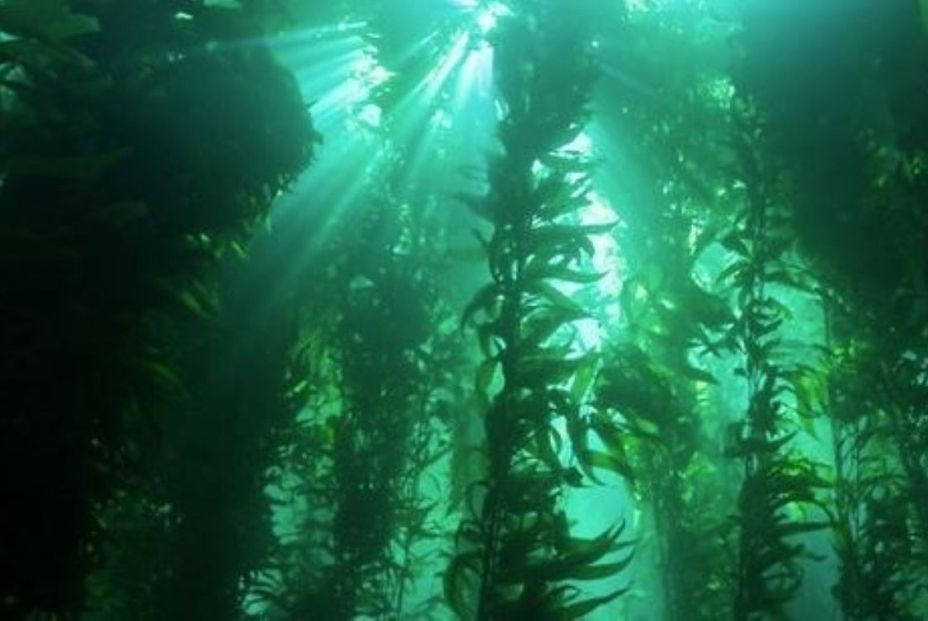 EuropaPress 4497362 mayoria bosques algas costas mundo estan luchando debido cambio climatico
