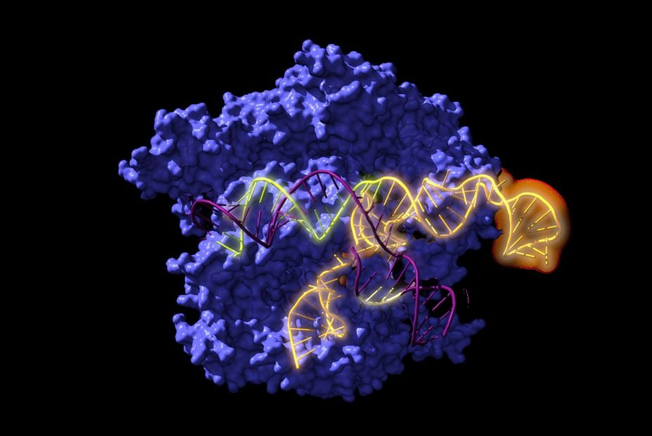 EuropaPress 4900499 reconstruyen ancestros herramienta edicion genetica crispr hace 2600 (1)