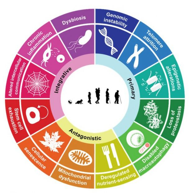 Las 12 claves moleculares y celulares del envejecimiento