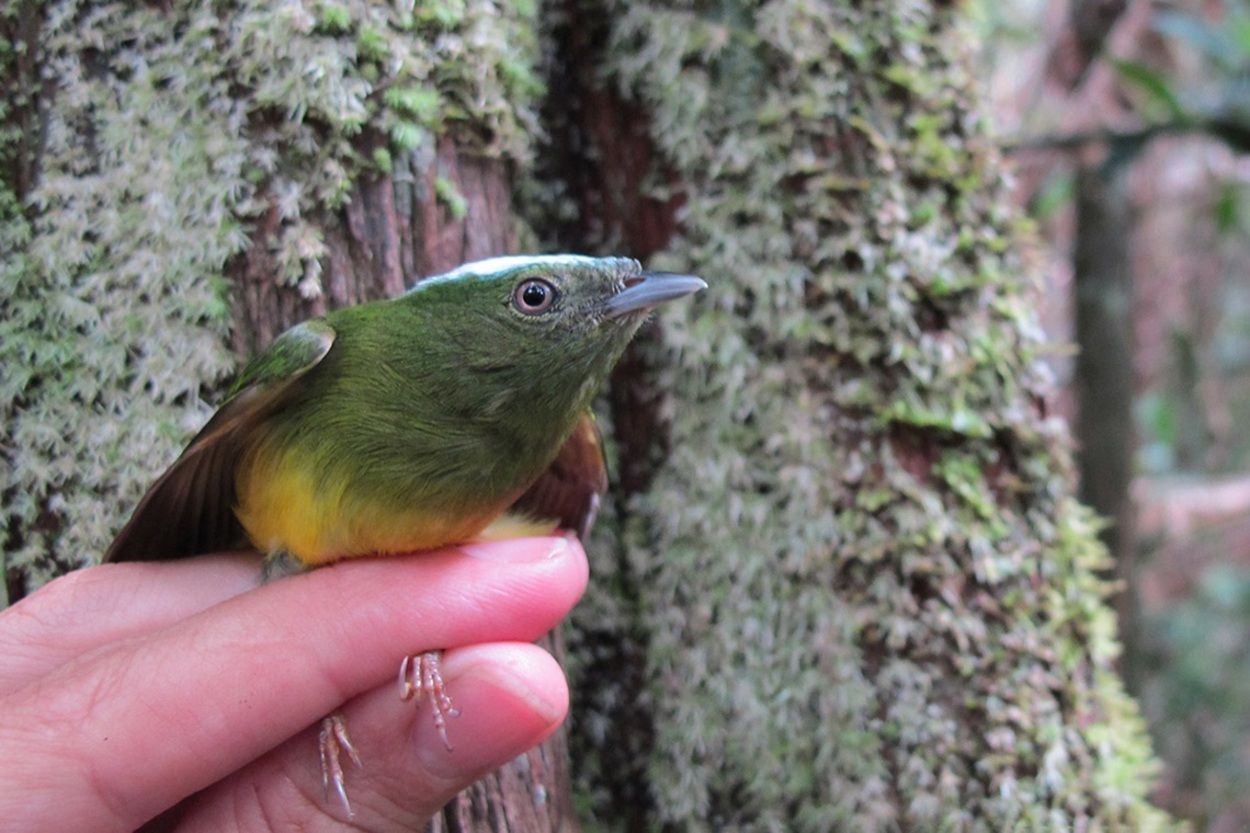 Darwin podría estar equivocado: descubren un 'punto ciego' en la formación de especies