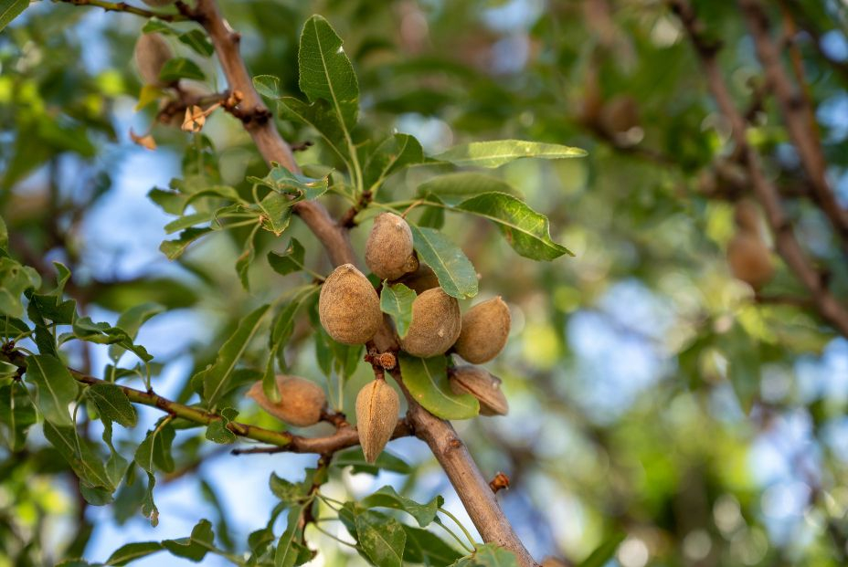 bigstock Ripe Almonds Nuts On Almond Tr 464852133