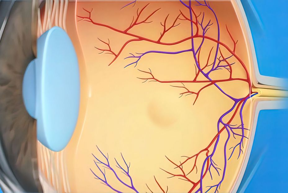 bigstock  d Illustration Eye s Anatomy  455837179