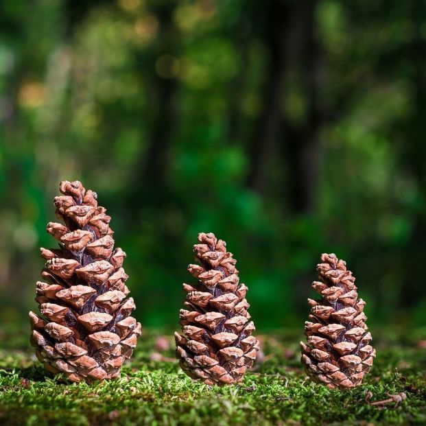 bigstock Wooden Three Pinecone Or Conic 461677625