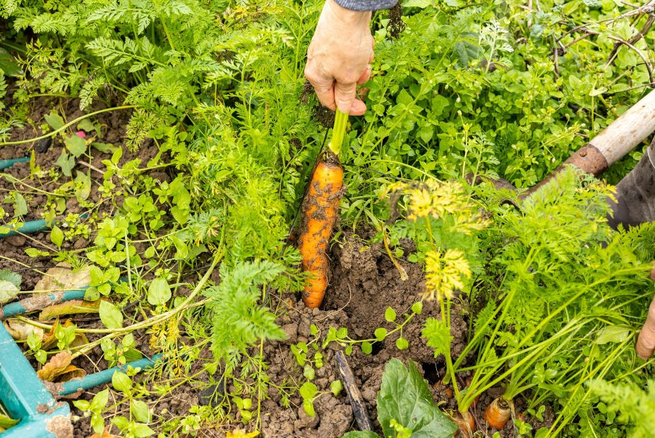 Cultivar un huerto puede reducir el riesgo de cáncer y de enfermedades crónicas