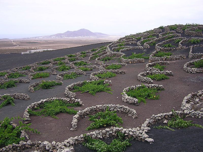 Viñas en La Geria (Lanzarote) Wikipedia Viñas en La Geria (Lanzarote) Wikipedia