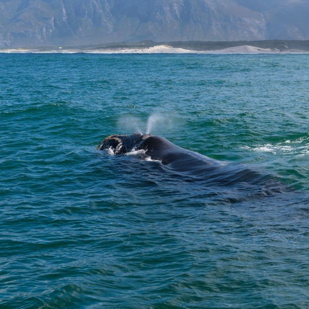 Hermanus (Sudáfrica) Hermanus (Sudáfrica)