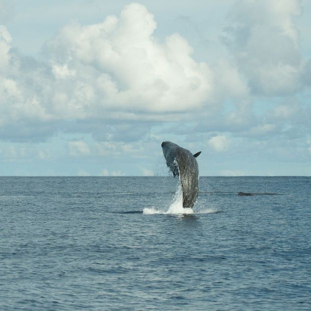 Ballena en las Azores