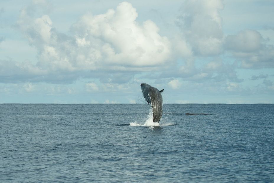 Ballena en las Azores