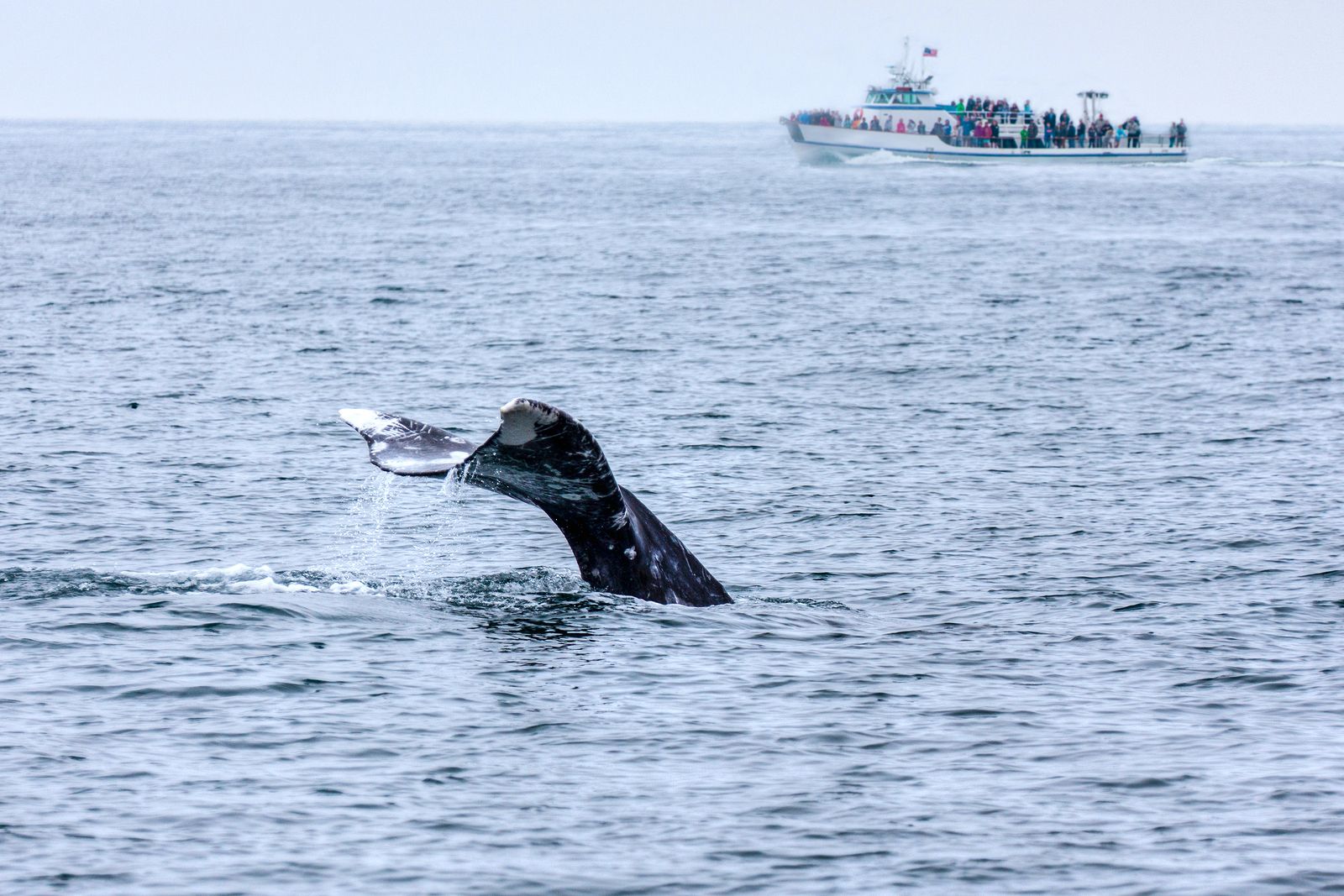 Los mejores lugares para avistar ballenas salvajes
