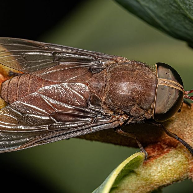 bigstock Adult Horse Fly Insect Of The 467771501 bigstock Adult Horse Fly Insect Of The 467771501