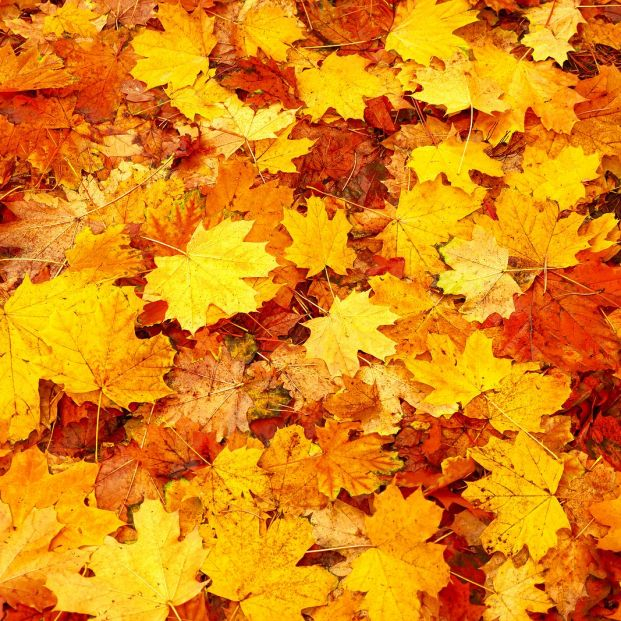 bigstock Natural Abstract Autumn Leaves 459537041