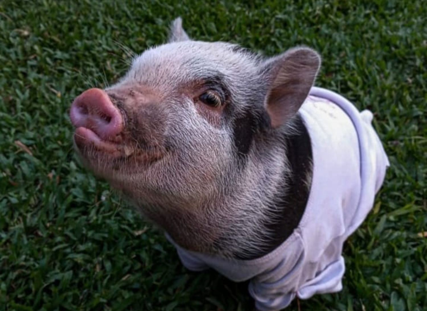 Una pareja da en adopción a su cerdita y el nuevo dueño termina comiéndosela. Foto: Instagram Una pareja da en adopción a su cerdita y el nuevo dueño termina comiéndosela. Foto: Instagram