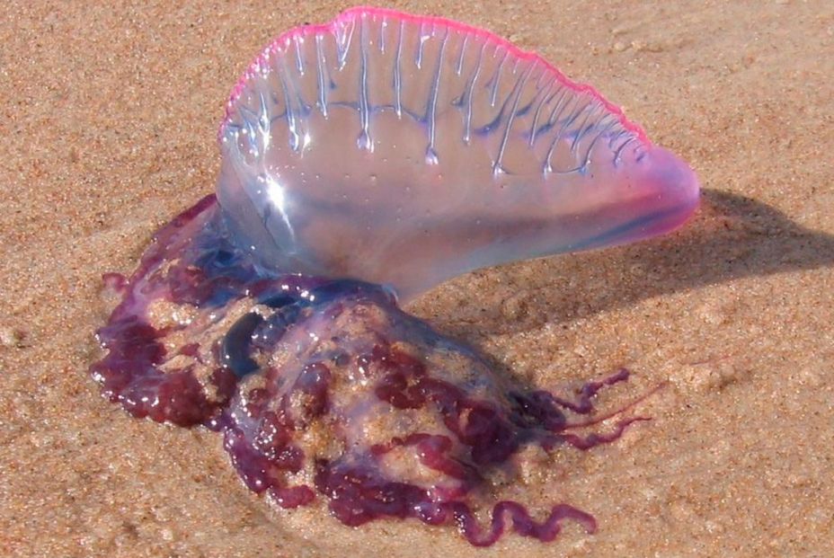Siete personas sufren picaduras de la medusa carabela portuguesa en Benidorm 